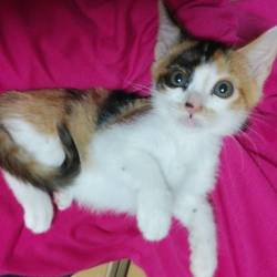 猫の譲渡会❤️ 沖縄・奄美大島特集も継続中