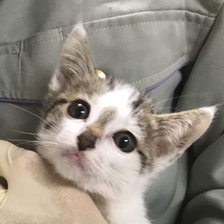 県外可！ハンデあっても人馴れキジ白ティモ★保健所