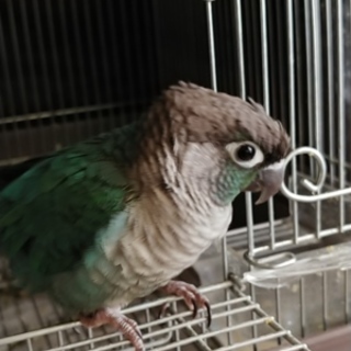 ウロコインコ（ブルー・オス）