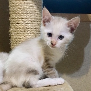 お転婆な女の子です！