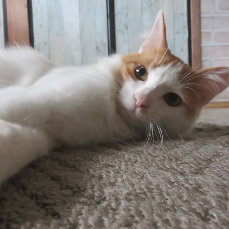 楽のカバー写真