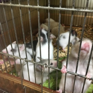 カラーハムスター  と キャンベルハムスター   