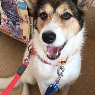 ずっとの家族が出来ました