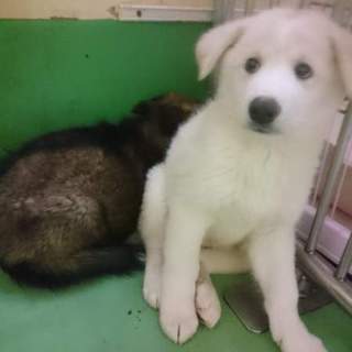 この子を助けてください。