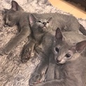 募集終了ありがとうございました。