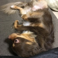 くま