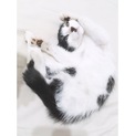 背中にミッキーのいる子猫