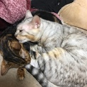 成猫ベンガル（スノー、マーブルの２匹）1匹からOK
