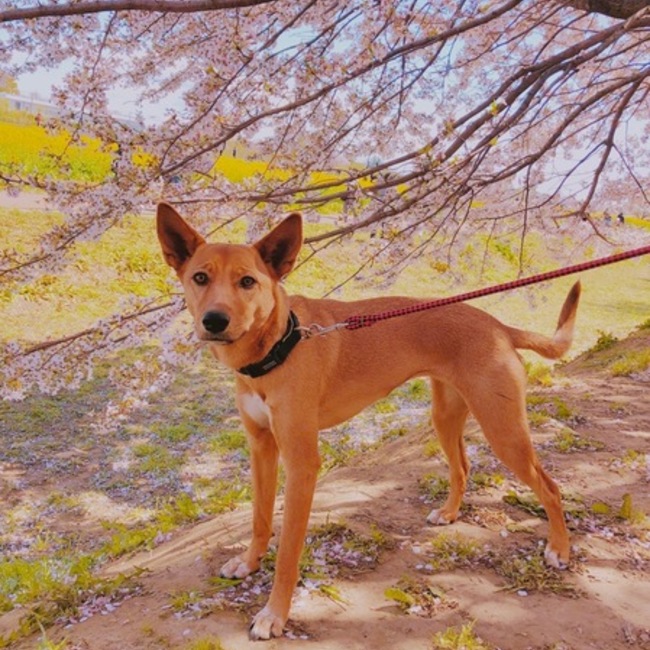 あいますのカバー写真