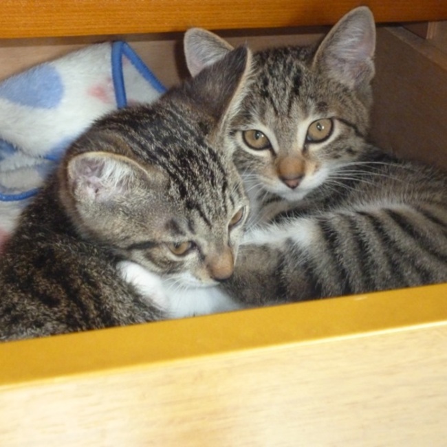 フクベのカバー写真