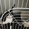 人懐っこい迷い猫ちゃん