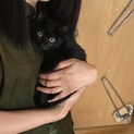 のんびり黒の子猫
