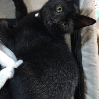 9月29日譲渡会参加♪やんちゃなクロちゃんです。