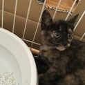 チョットビビリなサビ色の子猫