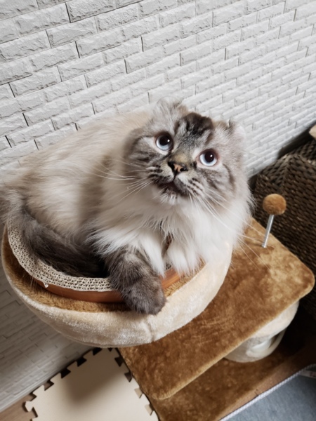 とらお