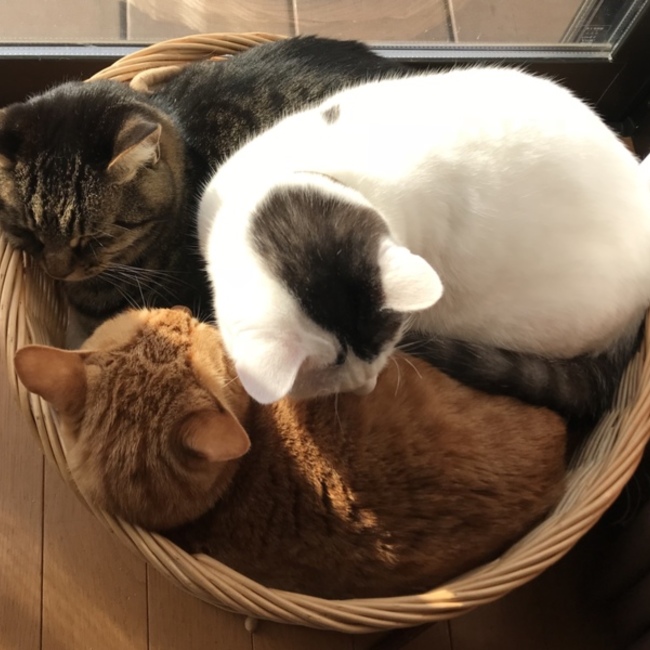 春よ来いのカバー写真