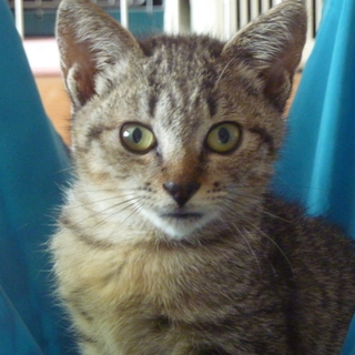 キジトラの女の子