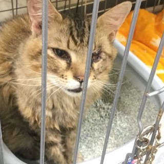 保健所SOS！半長毛可愛いゴロスリキジ★県外OK