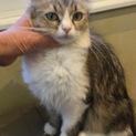 美人ミヌエット飼い主様募集いたします。