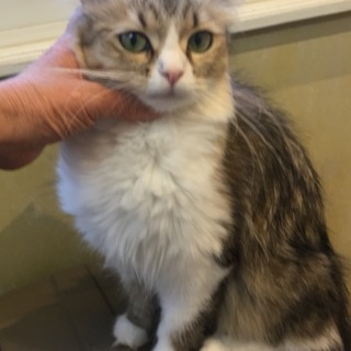 美人ミヌエット飼い主様募集いたします。