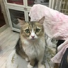 美人ミヌエット飼い主様募集いたします。 サムネイル2