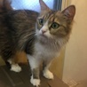 美人ミヌエット飼い主様募集いたします。 サムネイル3