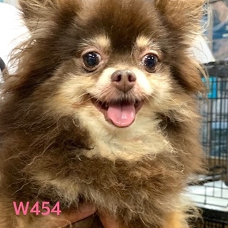 個体番号：W４５４　可愛いポメちゃん