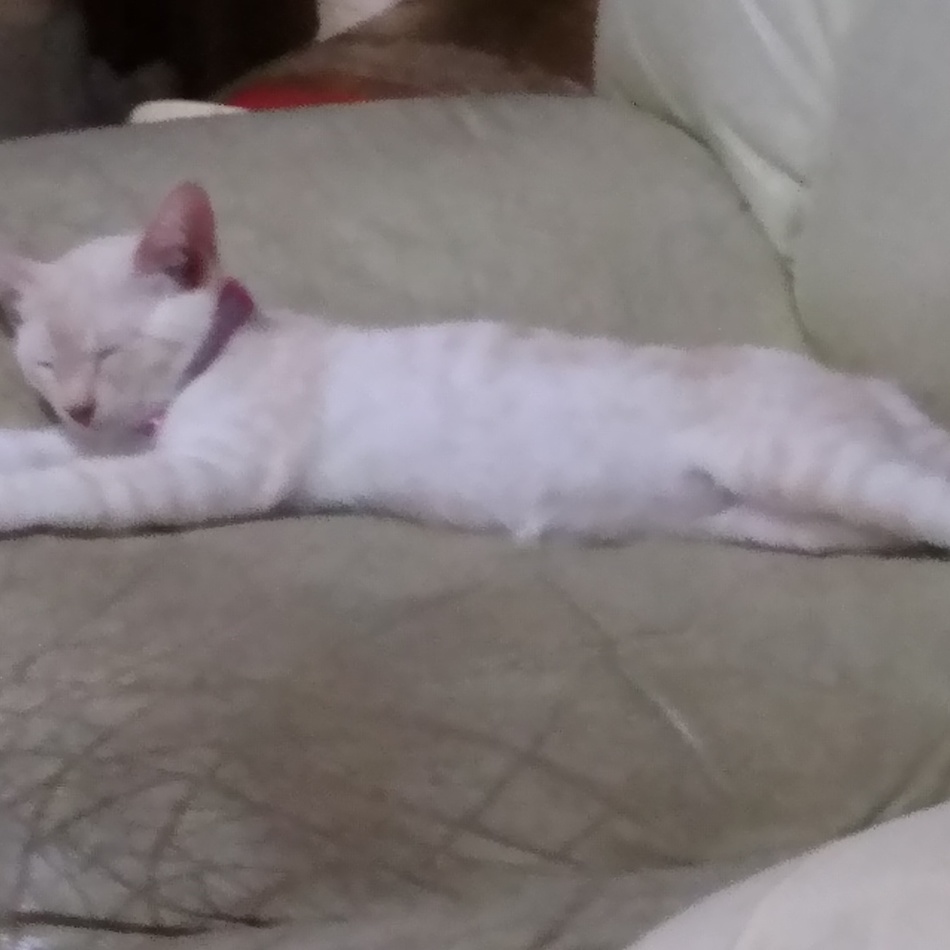 ハルのカバー写真