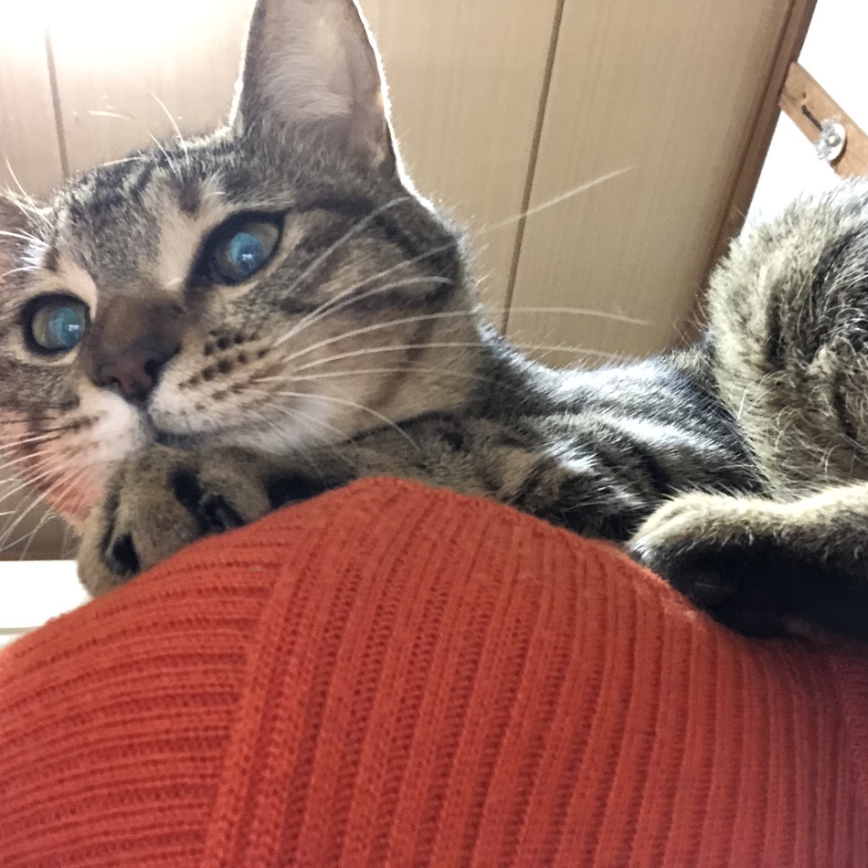 ジャイ子のカバー写真