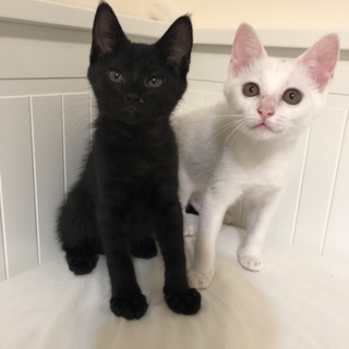 市川市ひとなつこいなかよし兄妹　白と黒