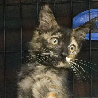 SOS!ゴロスリ★サビ柄サミーちゃん★保健所にて