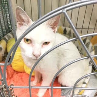 募集一時停止　綺麗な白猫★保健所動画あり