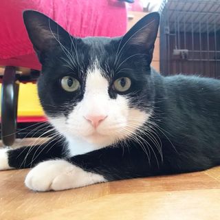 【ハチワレ】看板猫になれる心も体も大きいクロちゃん