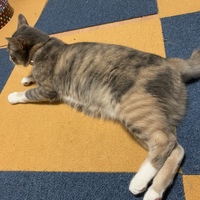 モナ
