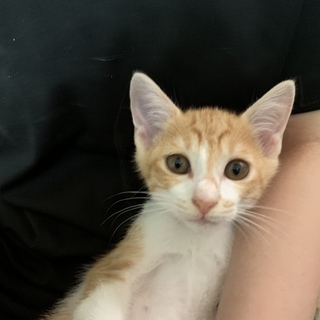 No.30 抱っこ大好き茶白くん