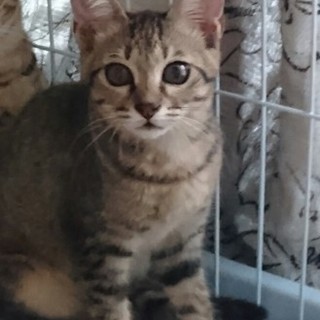 フワフワ　はっぱちゃん