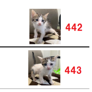 譲渡されました。