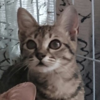 フワフワ  ワッカちゃん