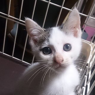 ★トライアル決定！とっても元気な男の子！