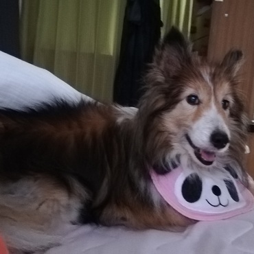 シェル（Shell)の写真