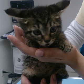 ★トライアル決定  元気で、キュートな男の子！