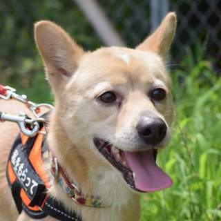 明るく散歩上手小さめ雑種、他犬◎猫◎