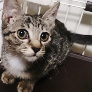 しっぽの長いかわいいキジトラちゃん！