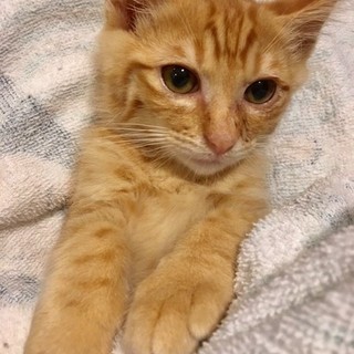 チャトラ兄弟かぎしっぽの方　レイくん