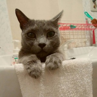 良縁に恵まれトライアル予定のため、募集停止