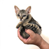 子猫の里親募集です サムネイル4