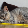 子猫の里親募集です サムネイル7