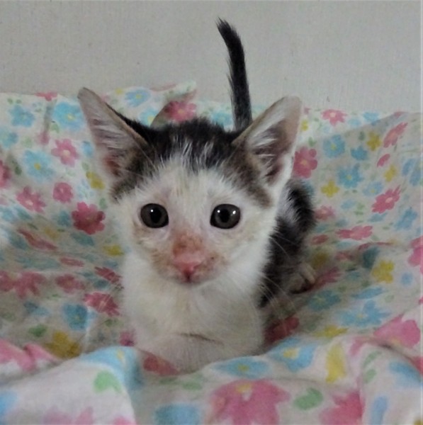 フェレットっぽい顔のシオ 千葉県 猫の里親募集 ペットのおうち 月間利用者150万人