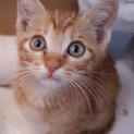 キレイな茶トラ子猫くん！福岡より