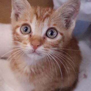 キレイな茶トラ子猫くん！福岡より